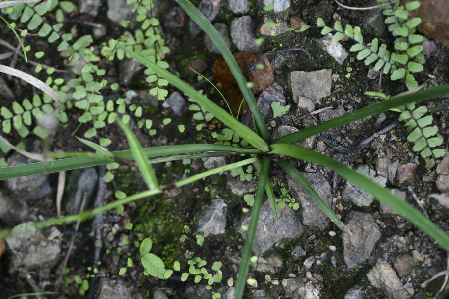 Murdania simplex1.jpg