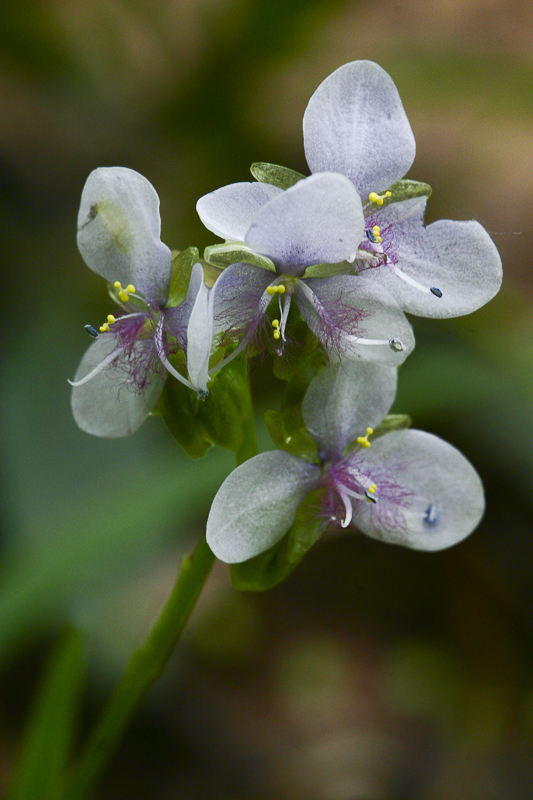 Murdania simplex2.jpg