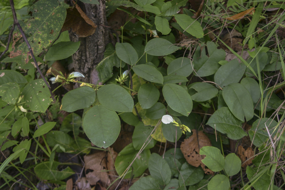 Clitoria sp.1.jpg