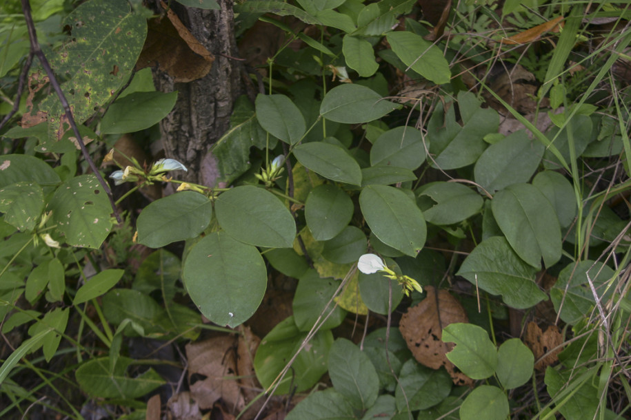 Clitoria sp.1.jpg