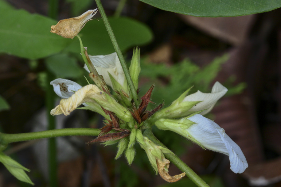 Clitoria sp.2.jpg