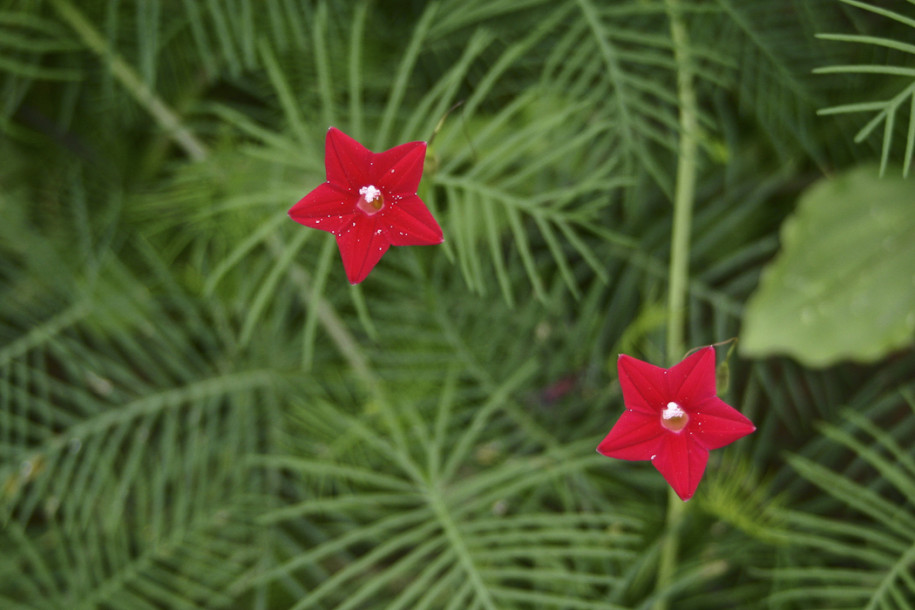 Ipomoea quamoclit1.jpg