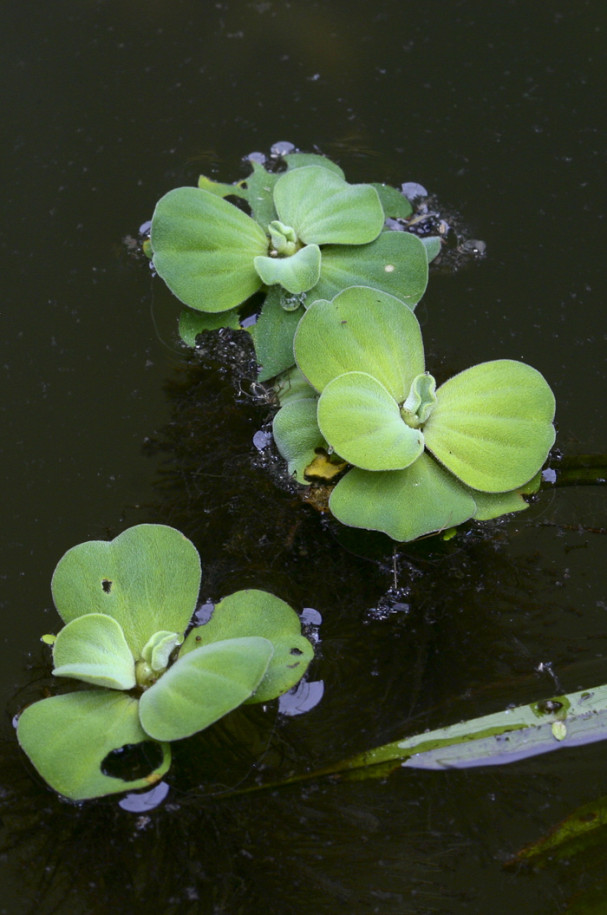 Pistia stratiotes1.jpg