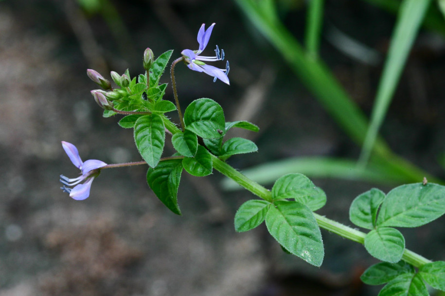 Sieruela-rutidosperma1.JPG