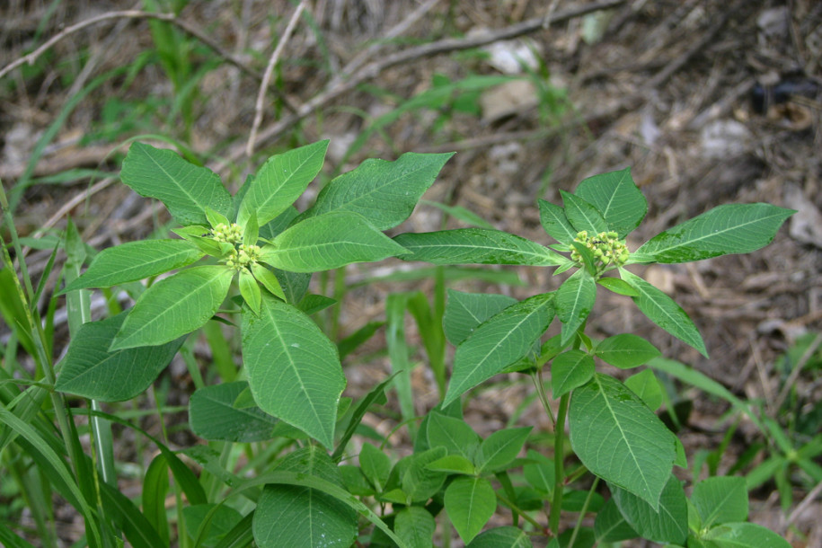 Euphorbia-heterophylla1.jpg