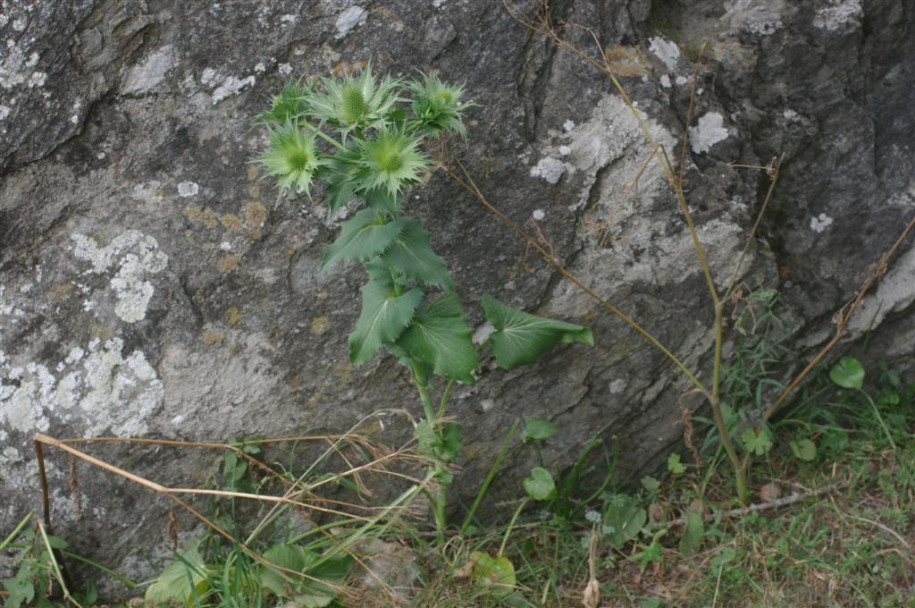 4000_IMGP4492.JPG