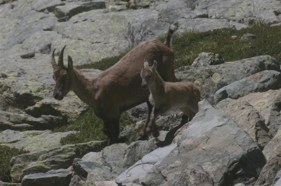 4400_Bouquetins (Mont Viso II).jpg