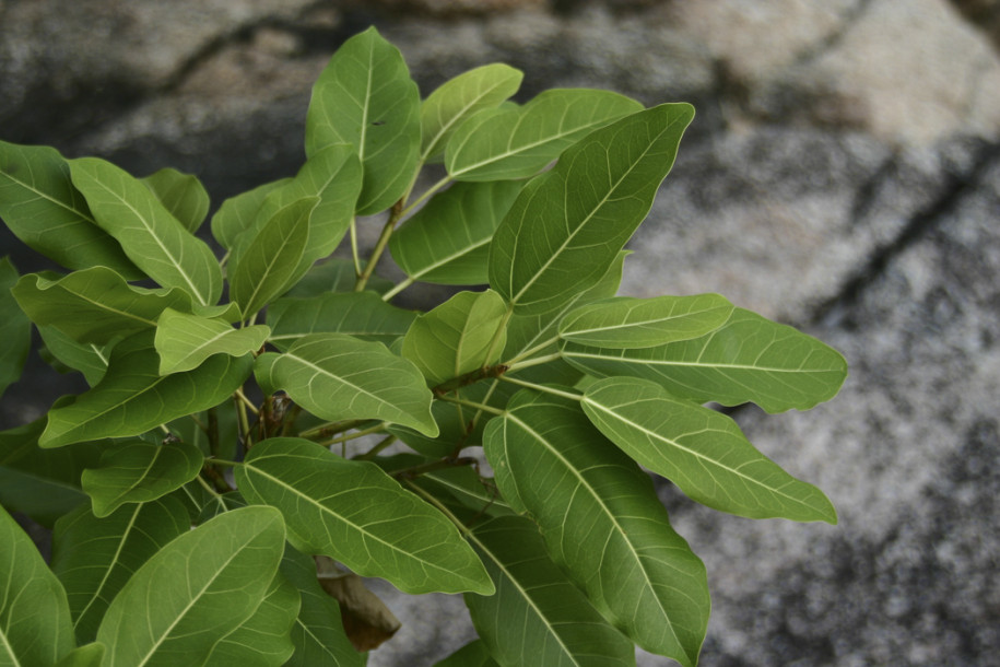 Ficus sp.7.jpg