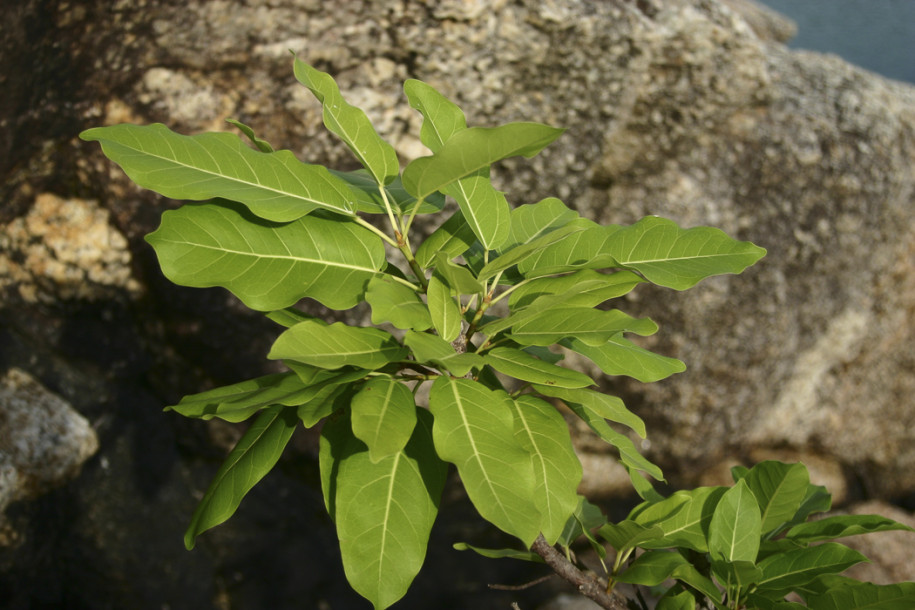 Ficus sp.8.jpg