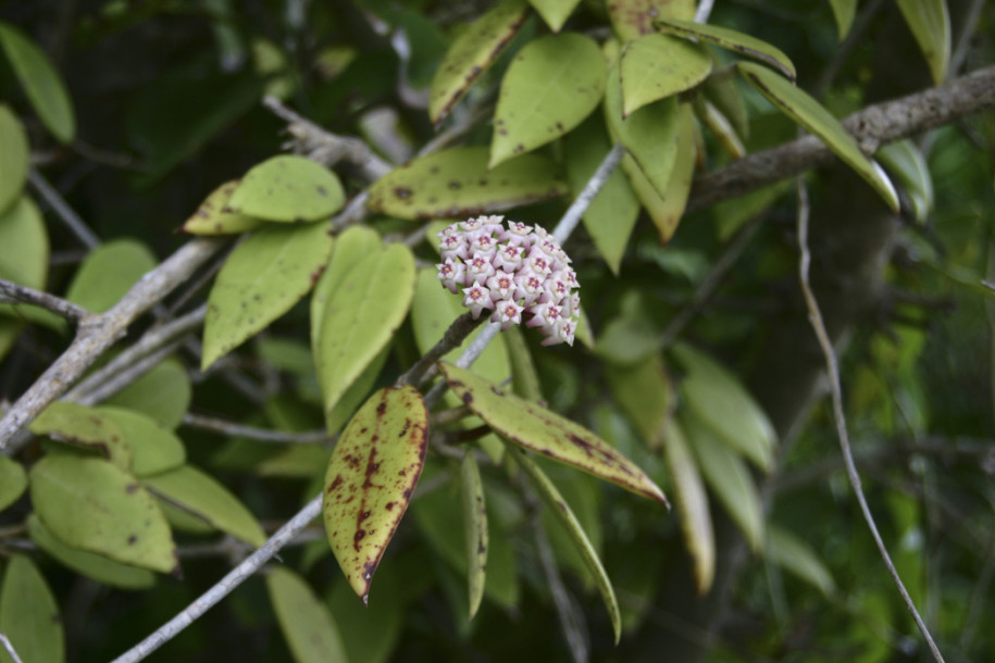 Hoya parasitica1.jpg