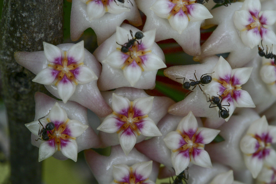 Hoya parasitica3.jpg
