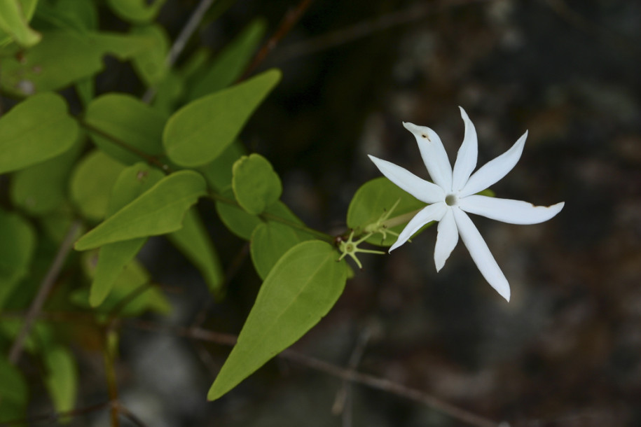 Jasminum nervosum1.jpg