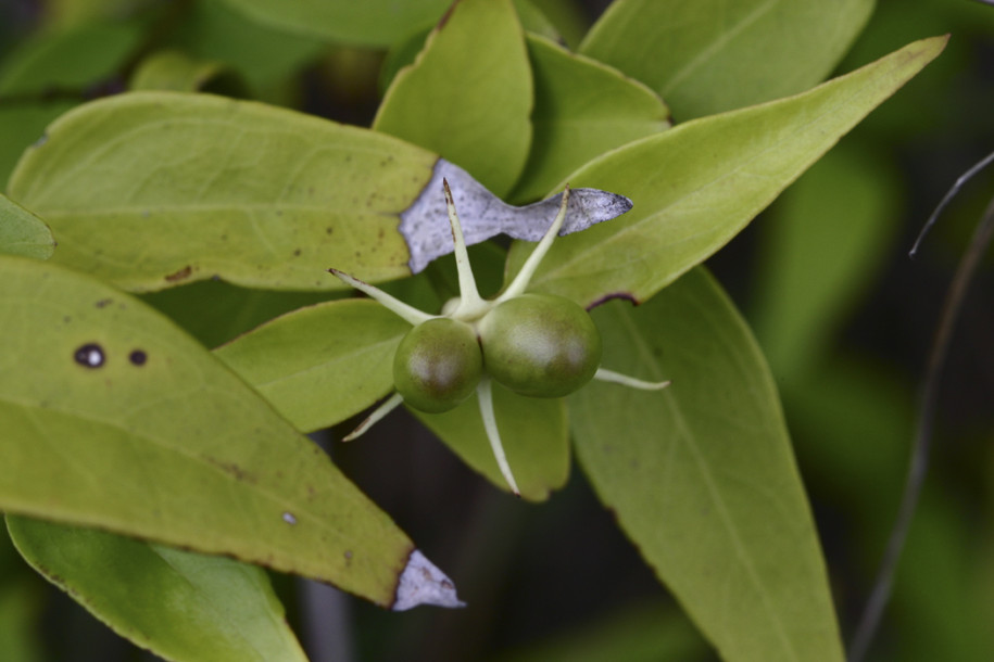 Jasminum nervosum2.jpg