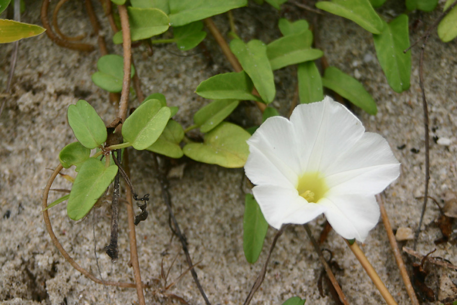 Ipomoea-imperati1.jpg