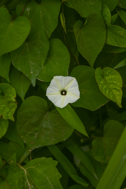 Hewittia sublobata1.jpg