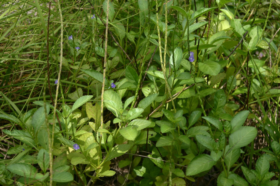 Stachytarpheta-jamaicensis1.jpg