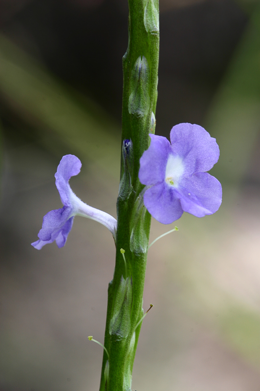 Stachytarpheta-jamaicensis3.jpg