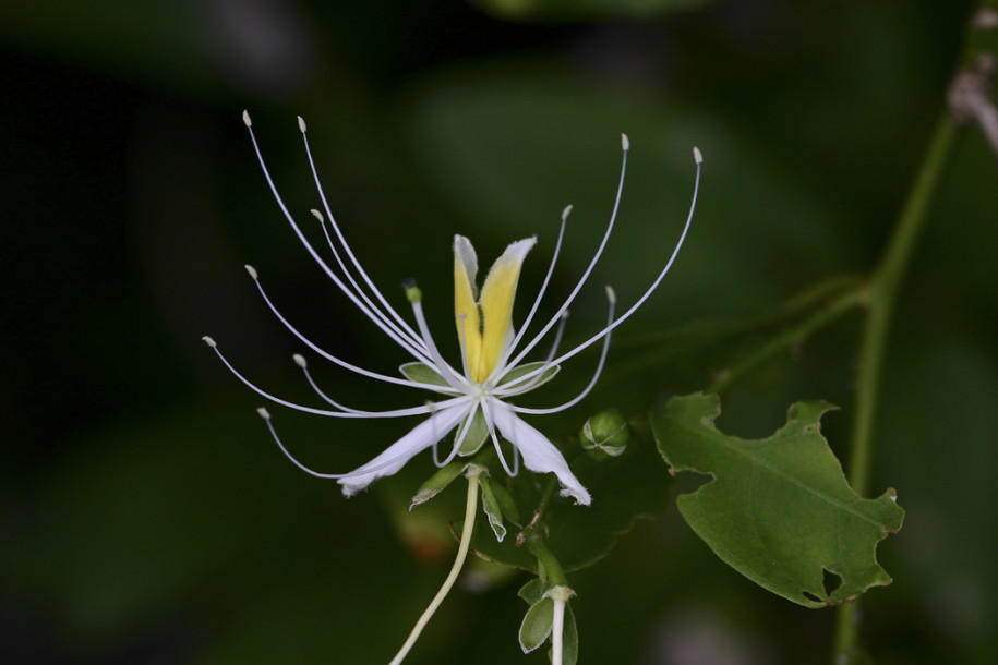 Capparis micracantha2.jpg