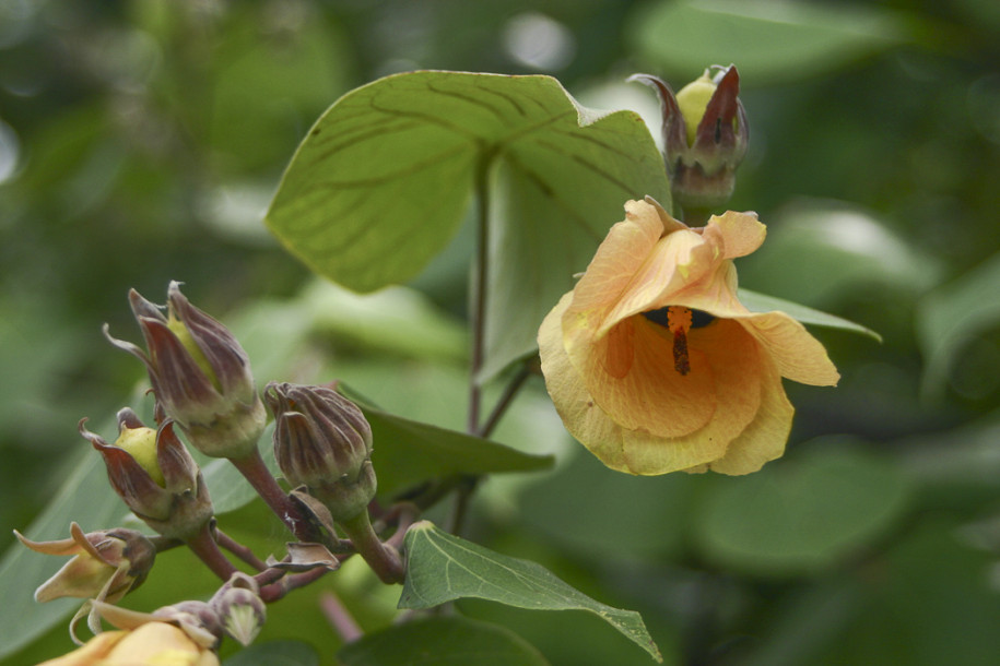 Hibiscus tiliaceus2.jpg