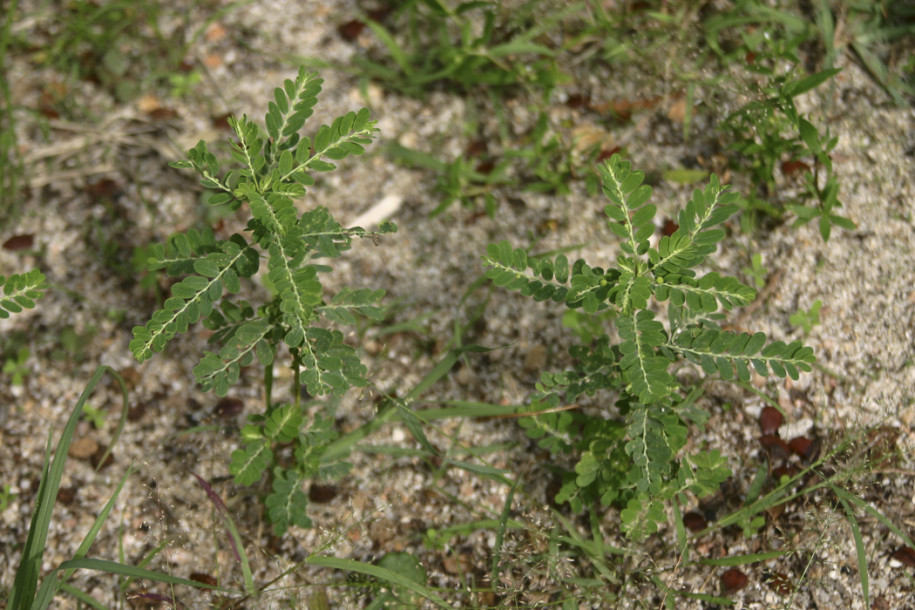 Phyllanthus sp.1.jpg