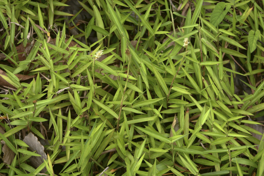 Poaceae1.jpg