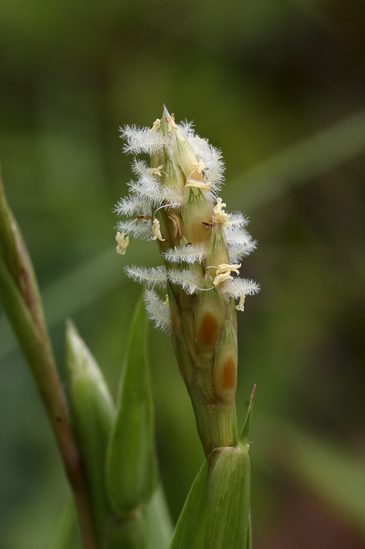 Poaceae2.jpg