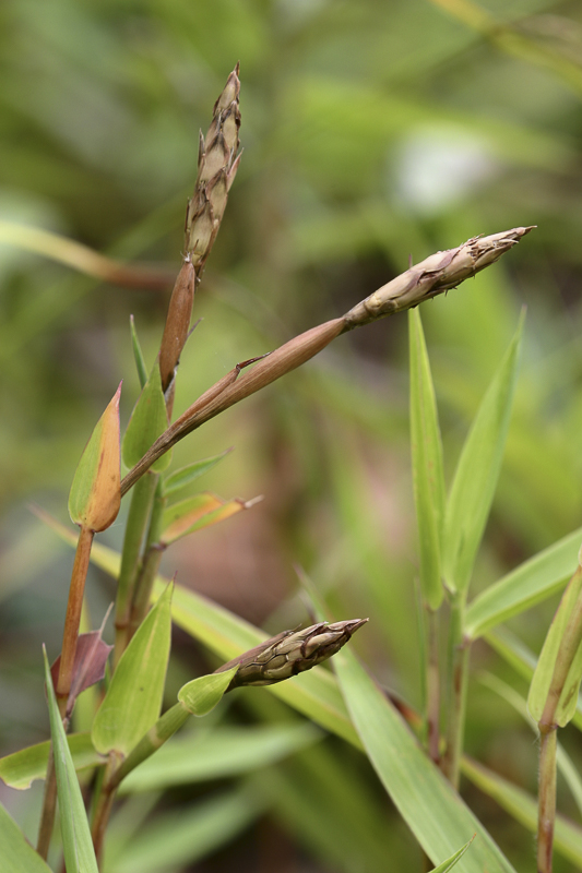 Poaceae3.jpg