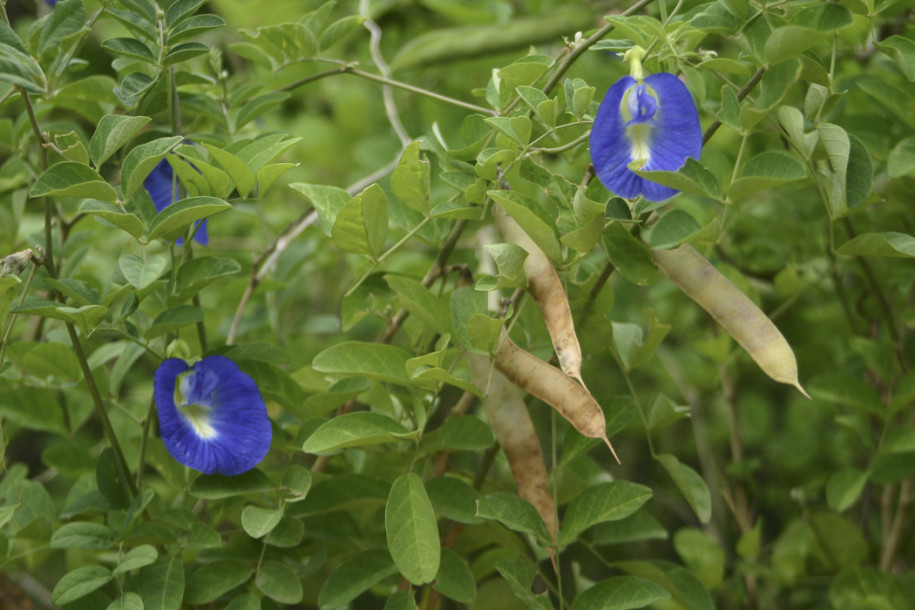 Clitoria ternatea1.jpg