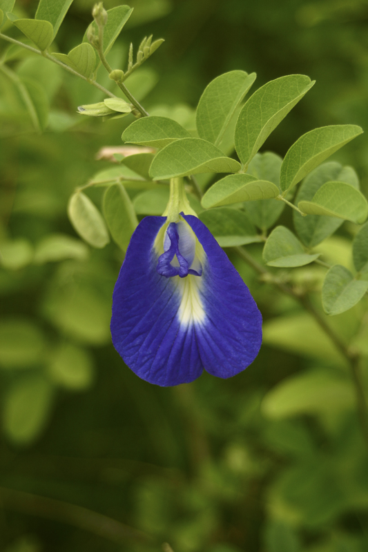 Clitoria ternatea3.jpg