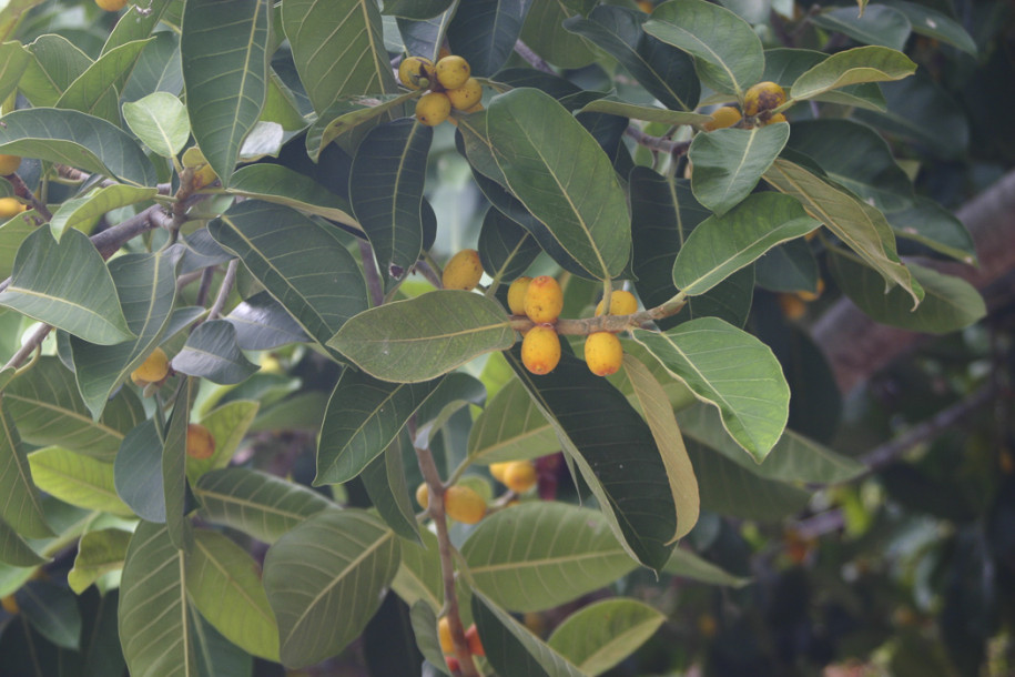 Ficus sp.9b.jpg