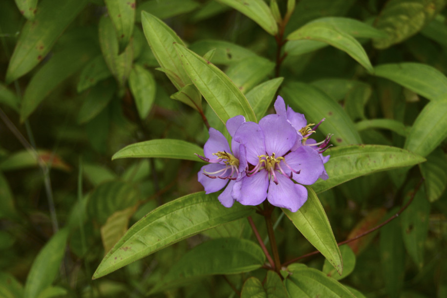 Melastoma malabathricum1.jpg