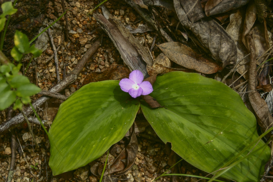 Kaempferia pulchra1.jpg