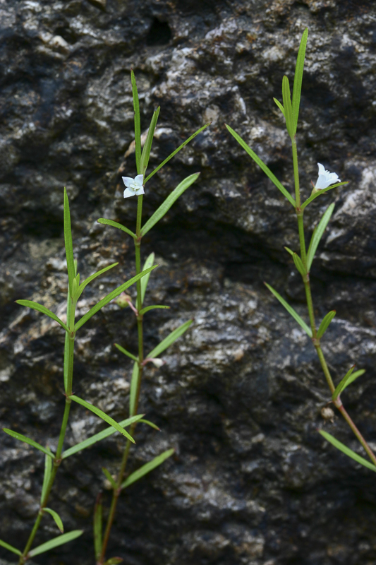 Oldenlandia diffusa1.jpg