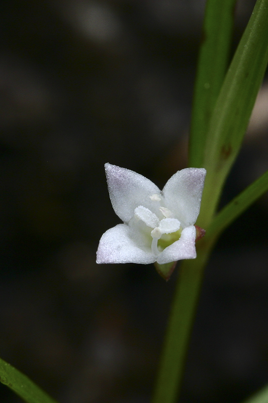 Oldenlandia diffusa2.jpg