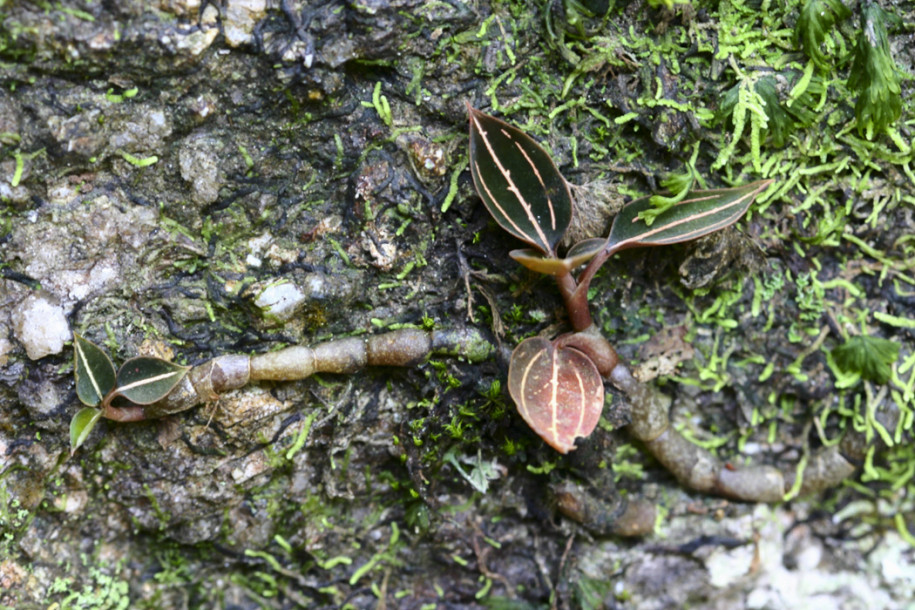 Ludisia discolor1.jpg