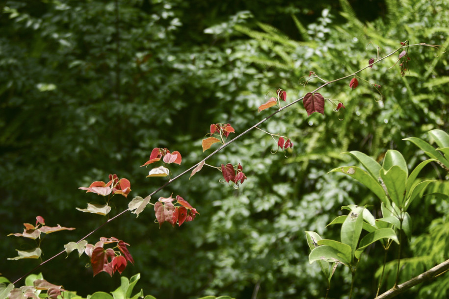 Bauhinia sp.3.jpg