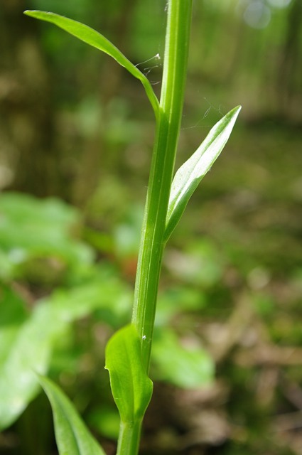 IMGP2686.jpg