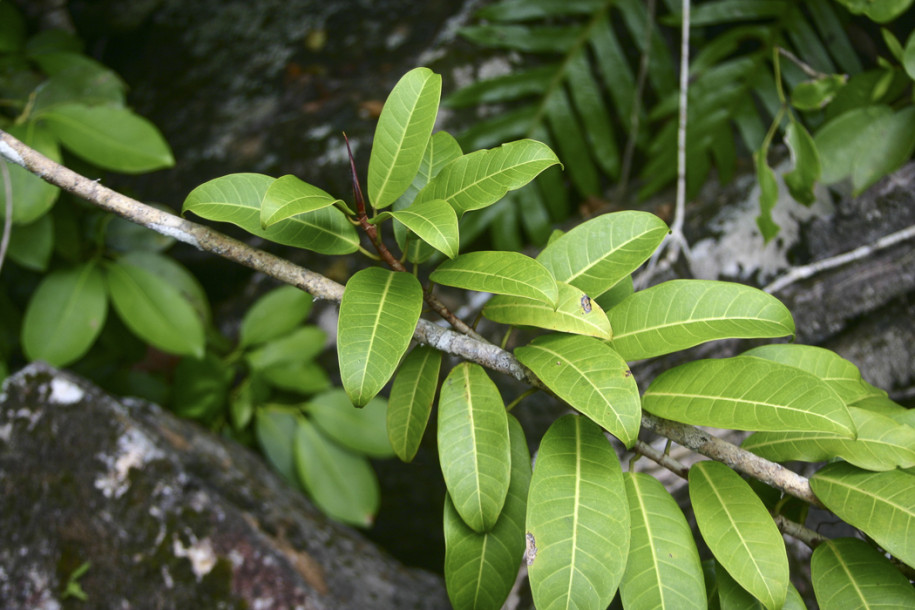 Ficus sp.9.jpg