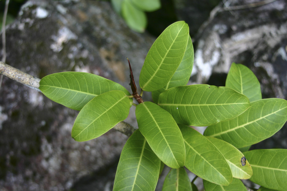 Ficus sp.9a.jpg