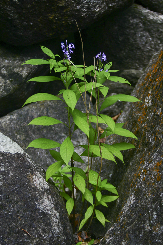Pseuderanthemum graciflorum1.jpg