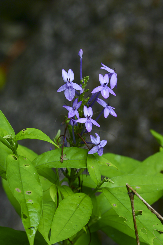 Pseuderanthemum graciflorum2.jpg