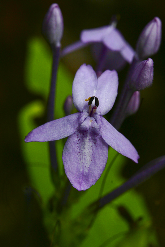 Pseuderanthemum graciflorum3.jpg