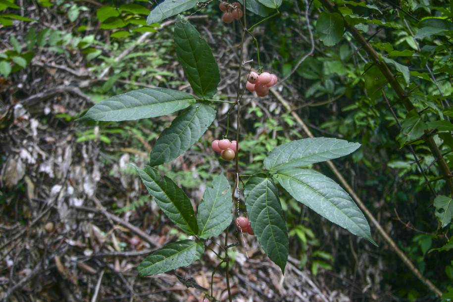 Tetrastigma sp.1.jpg