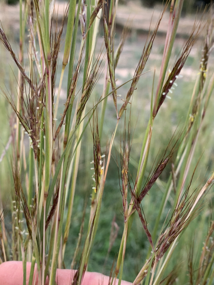 Andropogon distachyos.jpg