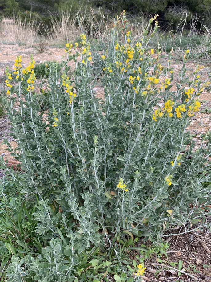 Anthyllis cytisoides.jpg