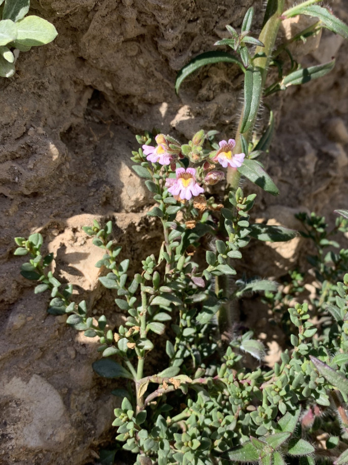 Chaenorhinum crassifolium.jpg