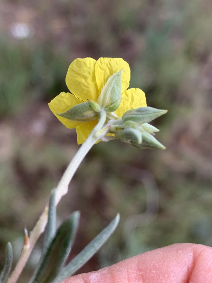 Helianthemum syriacum1.jpg