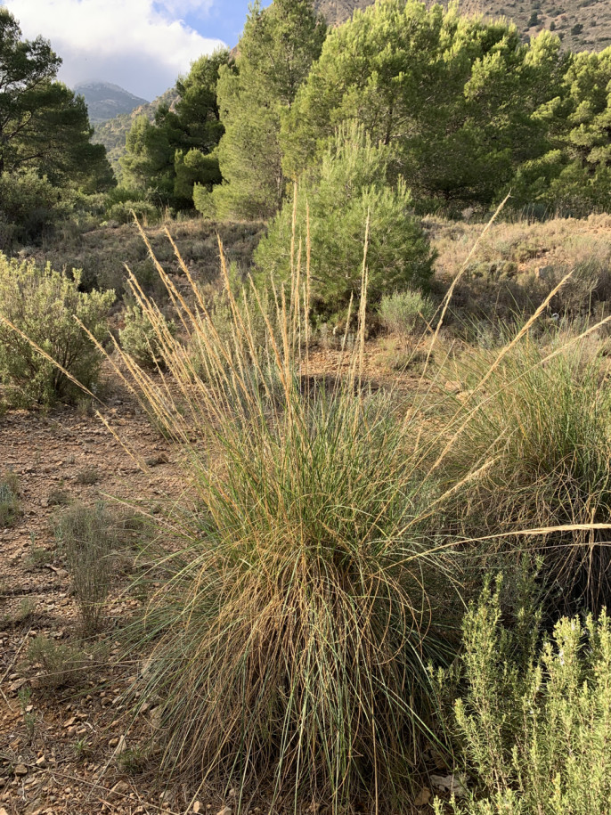 Macrochloa tenacissima.jpg