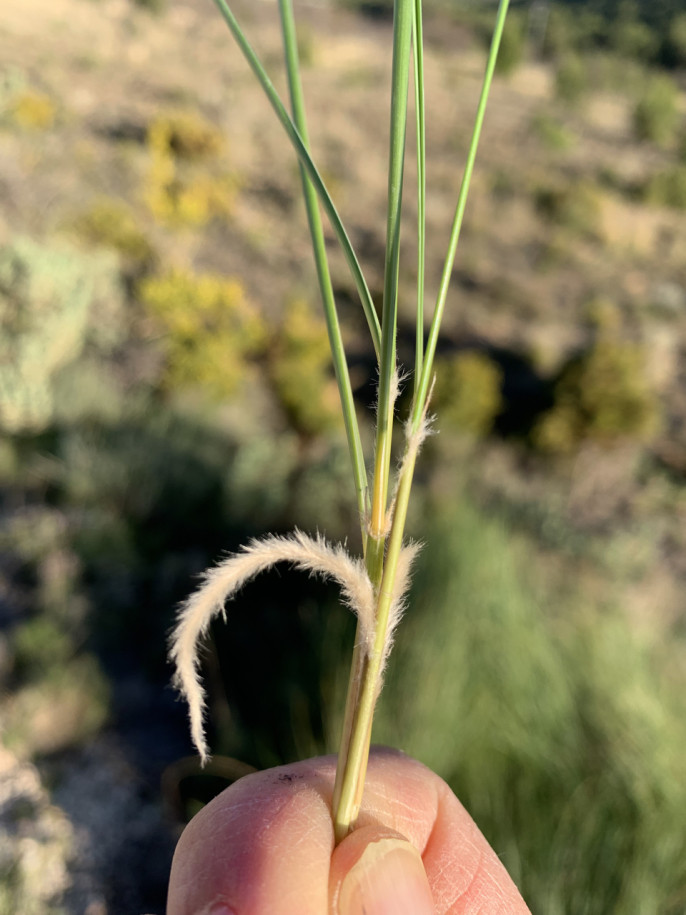 Macrochloa tenacissima (1).jpg