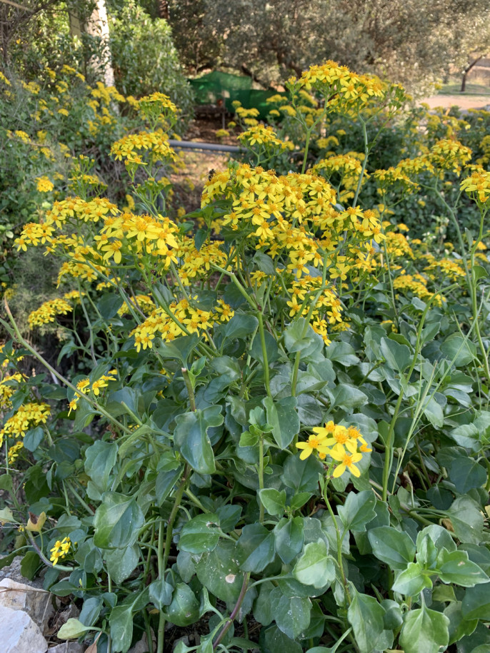 Senecio angulatus.jpg